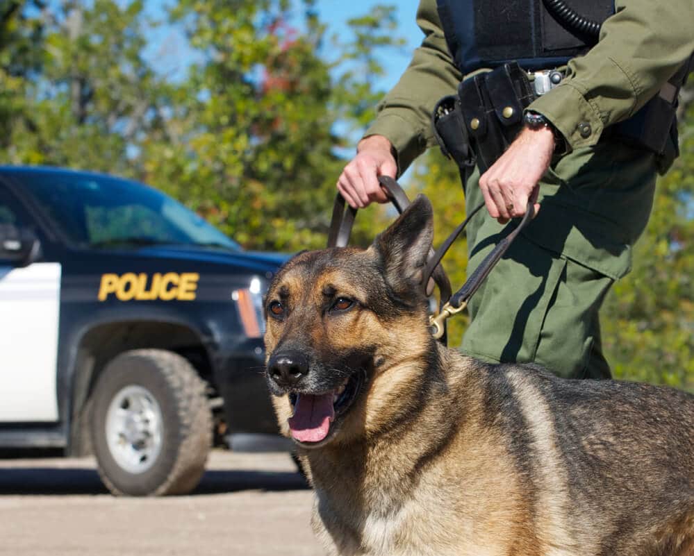 Springfield Drug Lawyer with Police Dog search from drugs & medications before calling an attorney